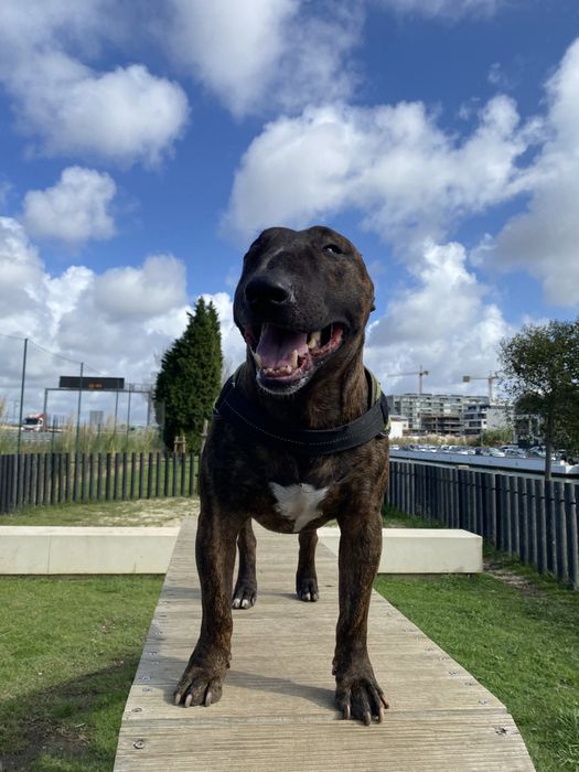 Bull Terrier para montas