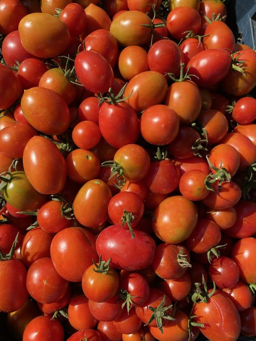 Продам коктельну помідорку дуже солодка