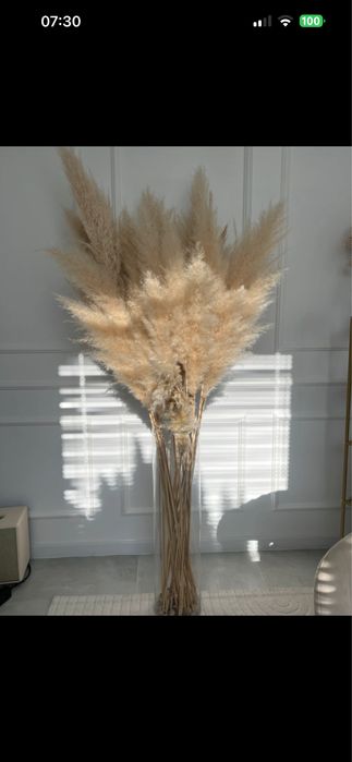 Trawa pampasowa, trawa do wazonu