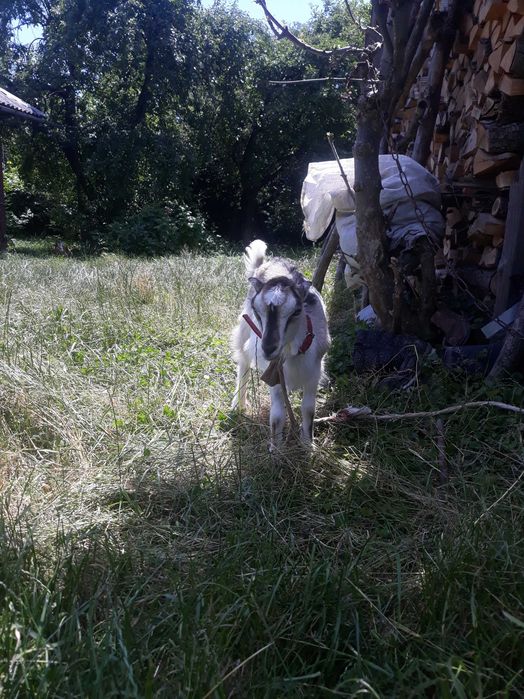Коза і козенятко