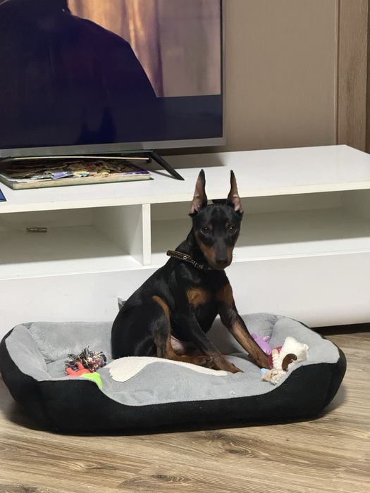 Продам собаку(щенка )