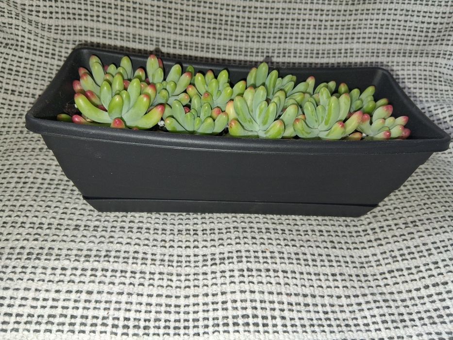 Decoração Natural