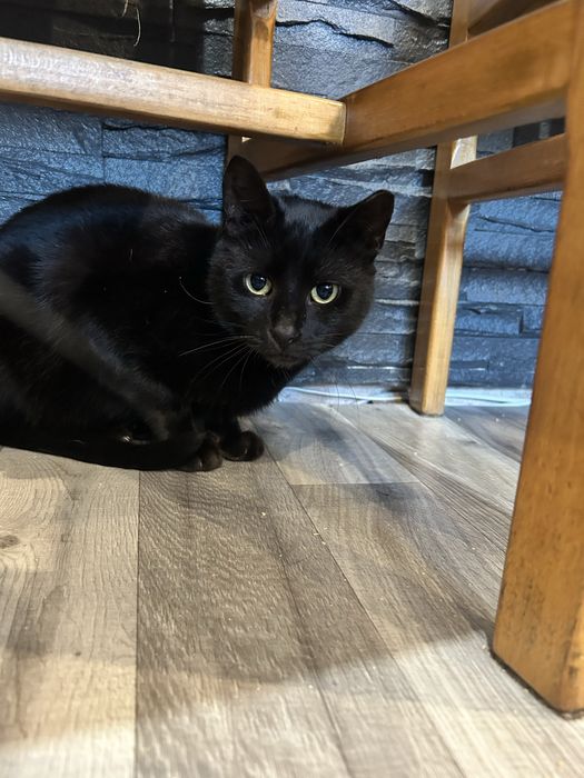 Teddy szuka kochającego człowieka