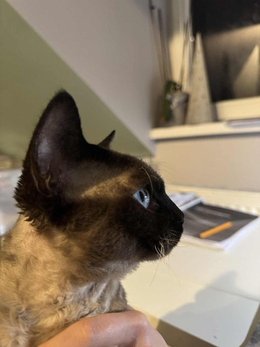 Devon Rex Reproduktor FPL