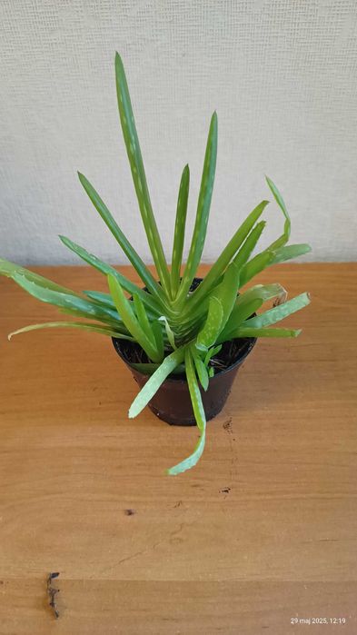 aloes z własnej hodowli