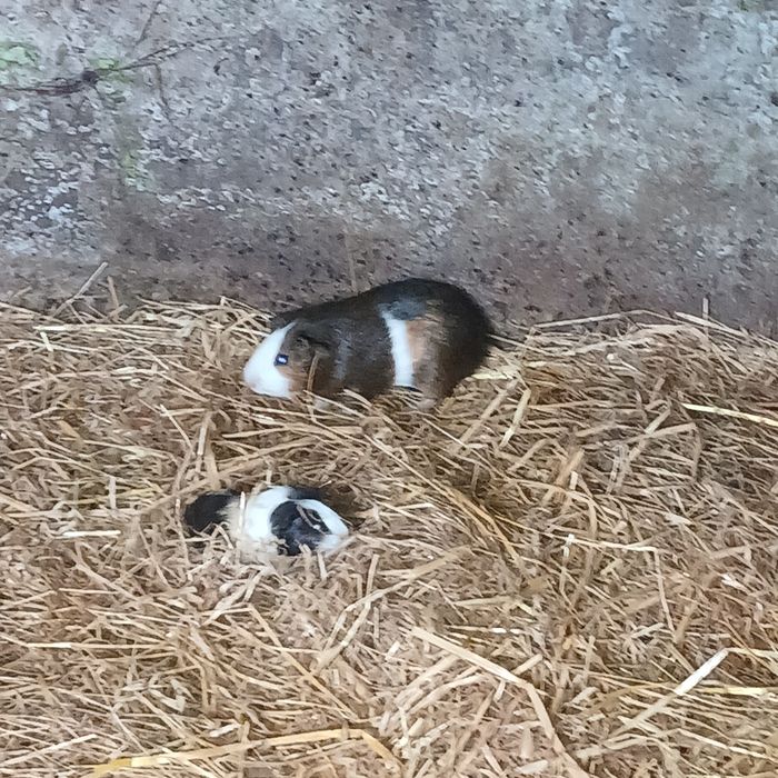 Vendo animais de estimacao