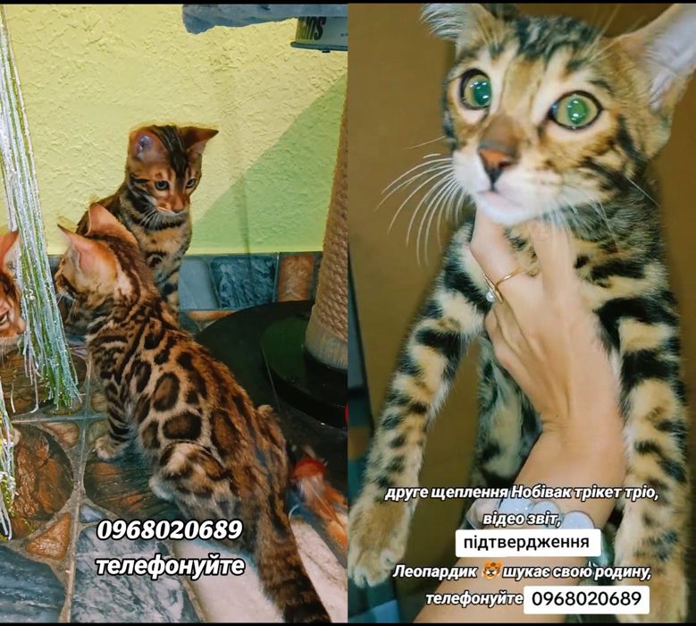 Бенгальські кошенята — міні-леопарди з родоводом.