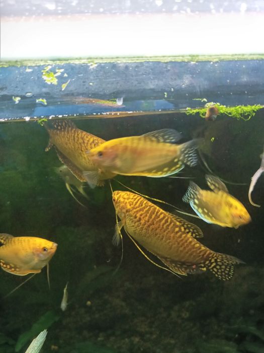 Рибки гурамі, скалярії, молінезії, гупі ті інші