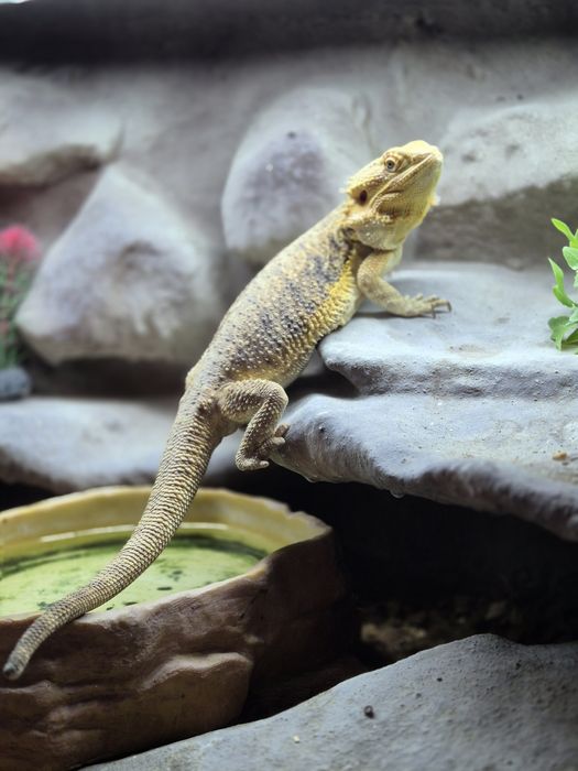 Sprzedam agama brodate