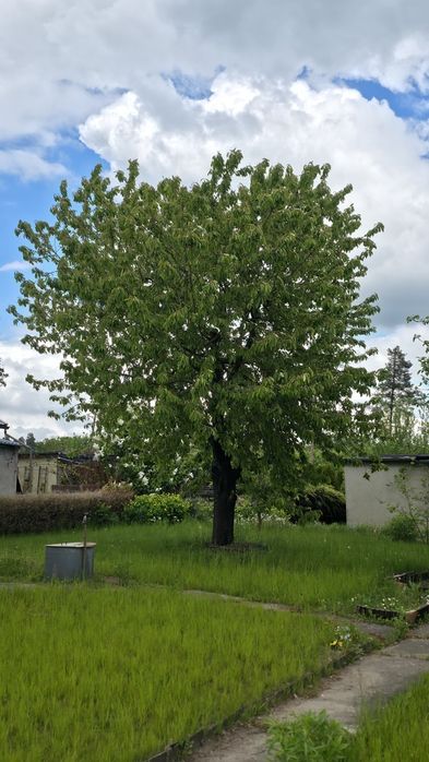 Sprzedam ogródek działkowy (MALWA I) - zielona oaza z dużym potencjałem - Widok 3