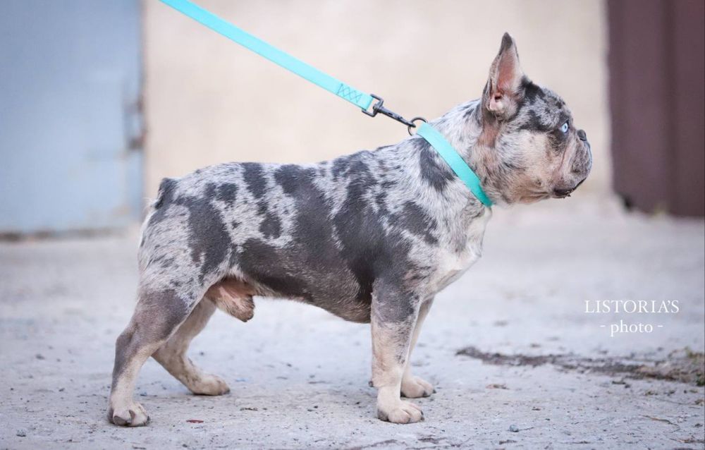 Наречений лілак мерлє тан