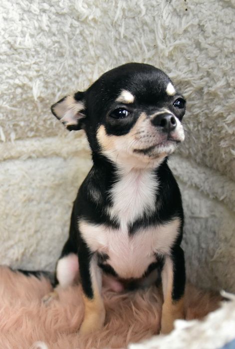Chihuahua (FCI) malutki chłopczyk
