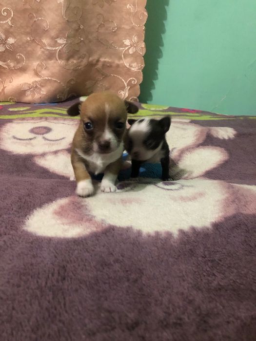 Бронювання цуценят чихуахуа