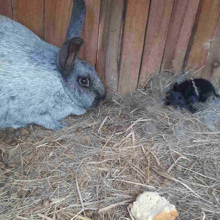 Кролі (полтавське срібло)