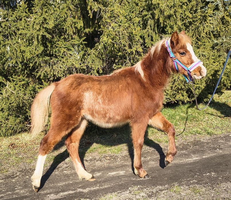 Piękny Kuc Walijski 135cm,spokojny,grzeczny