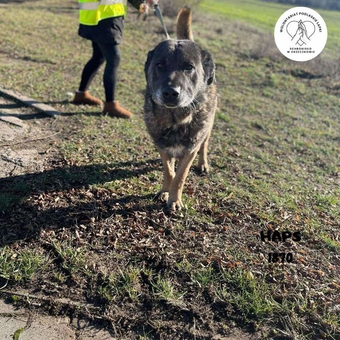 Kaukaz do adopcji