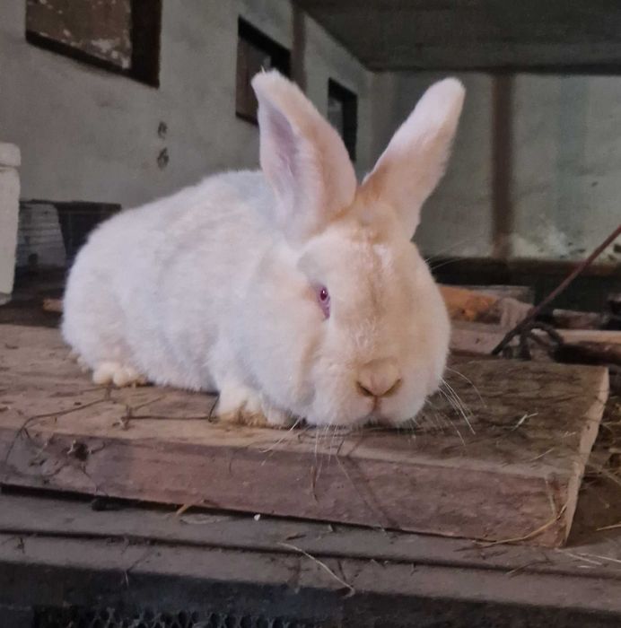 Sprzedam samca królika nowozelandzkiego