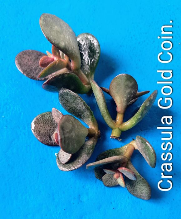 Коллекционные, редкие сорта крассул.