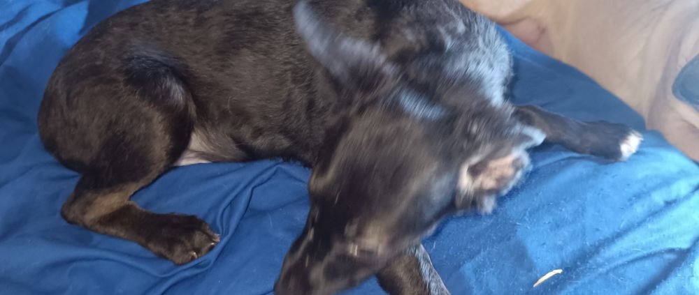 Cachorrinha bebé