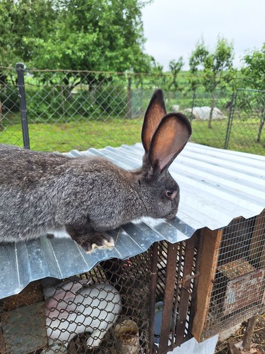 Продам молоді кролички,а також м'ясо молодих кролів!!!