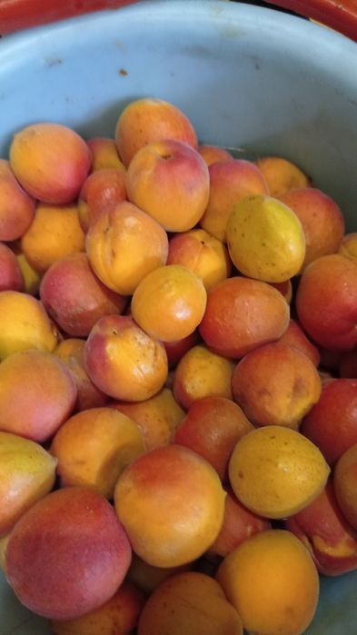 Без химии, натурал, очень вкусно и полезно подсушенный Абрикос