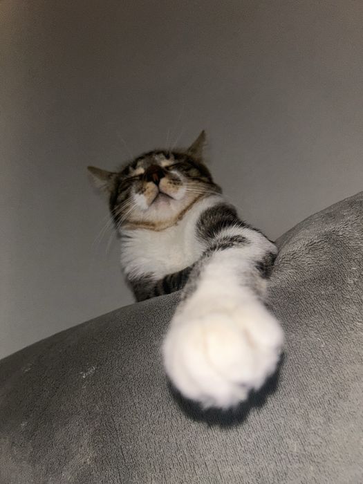 Dou gatinho de 2 aninhos