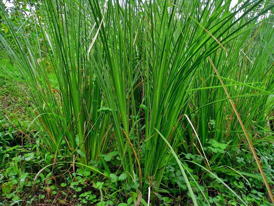 100 Mudas de Vetiver (desde 1 € a partir de 100ud.))