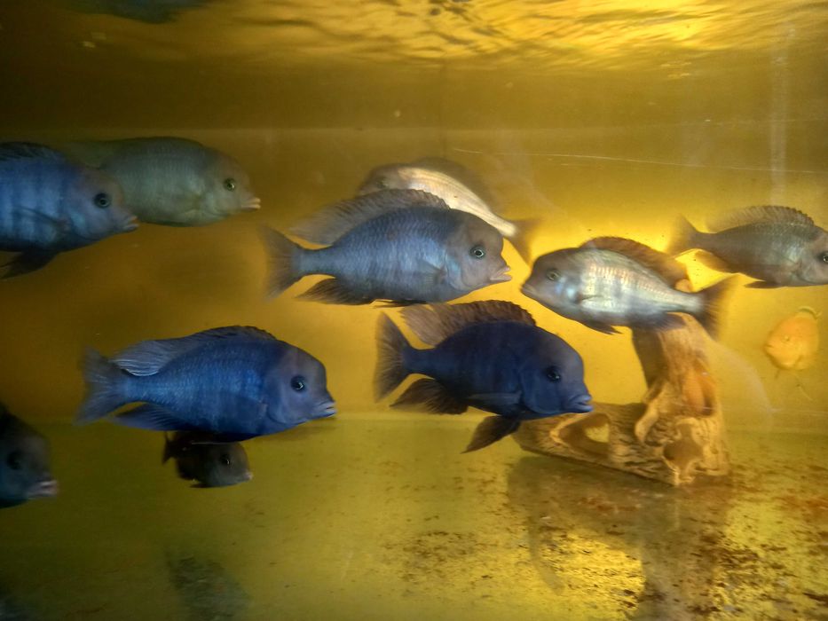 Цихлида малавийская