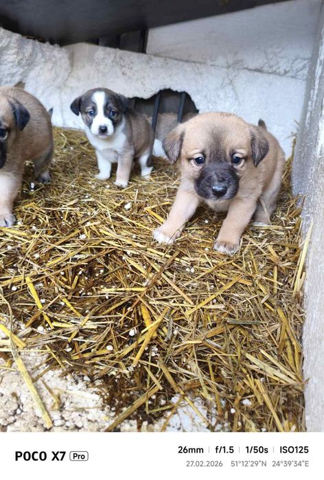 Собаки безкоштовно