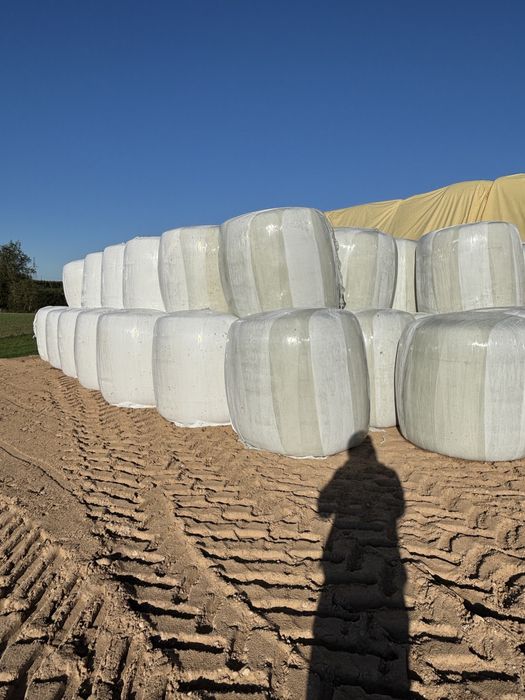 Sprzedam Bele kukurydzy