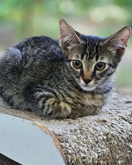 Тигровый котенок мальчик бесплатно