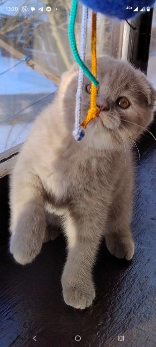 Кошенята вісловушки