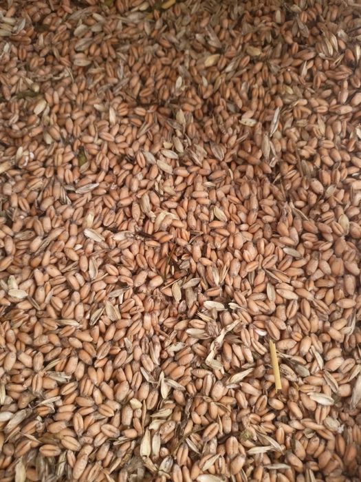 Sprzedam pszenicę paszową 10ton