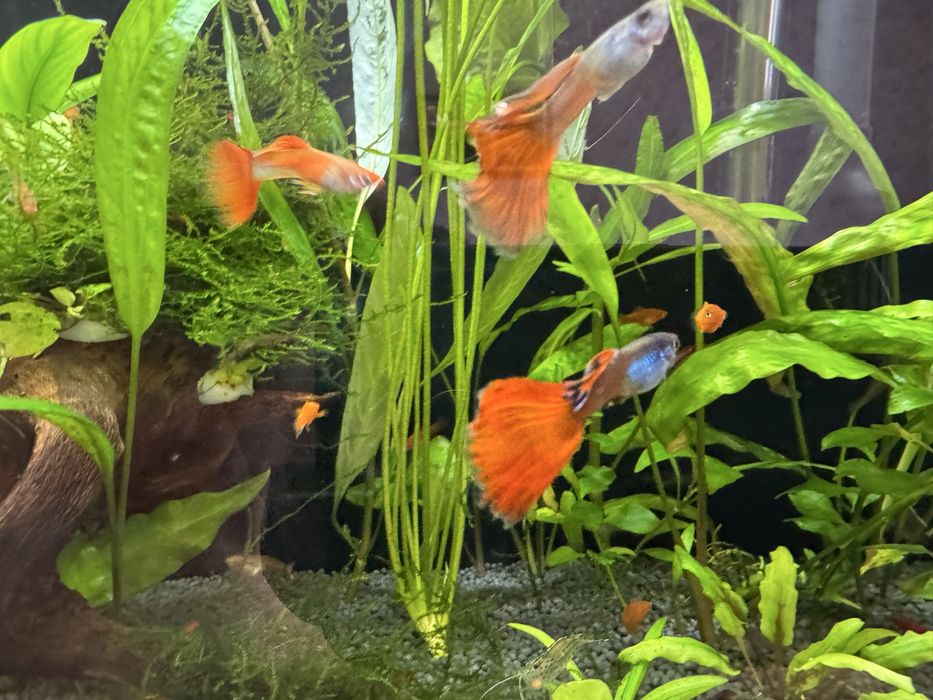 Рослини, меченосці, гуппі