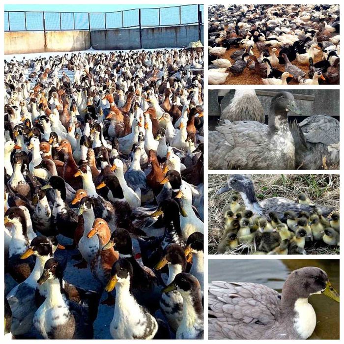 яйце качине на інкубацію