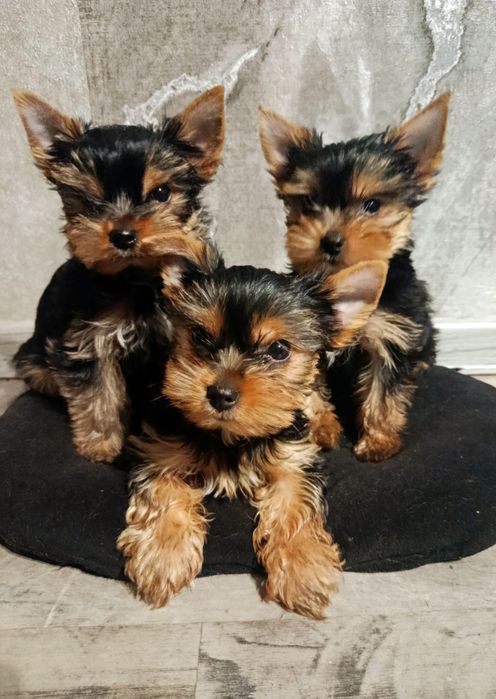 Йорк,Йорик, Йоркширский терьер