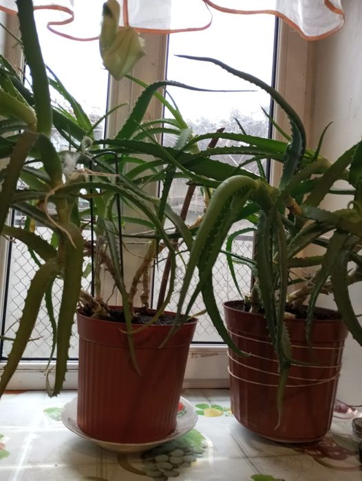 Продам Алое 4-5 годичние 200,250 грв .Почтою не пересилаем