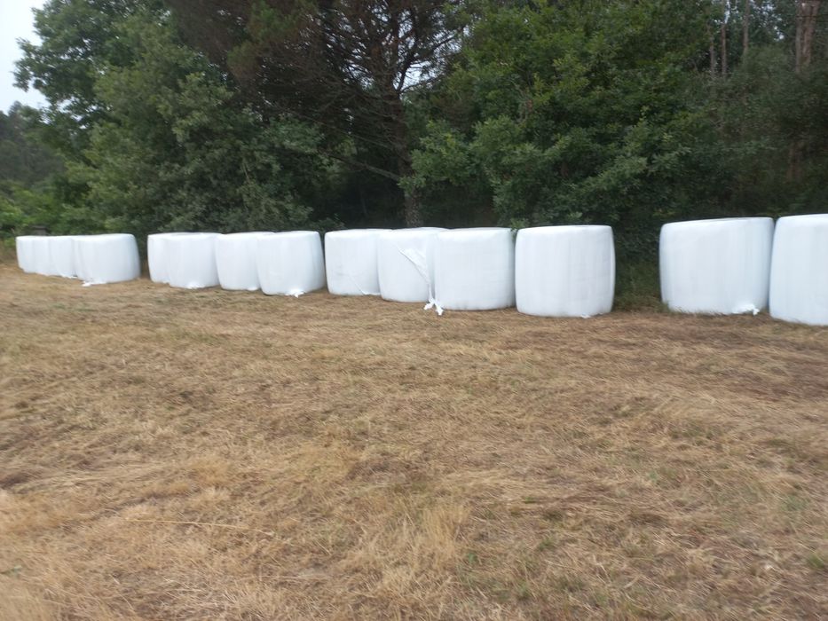 Rolos de feno plastificados 2025