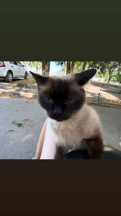Отдам сиамскую кошку