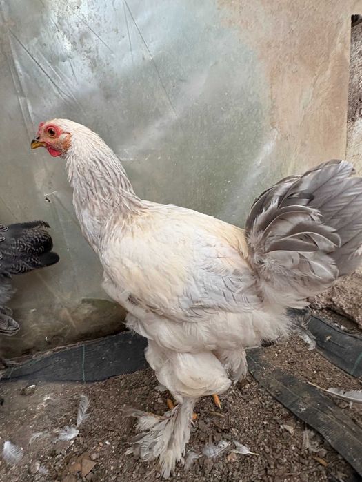 Galos Brahma Light