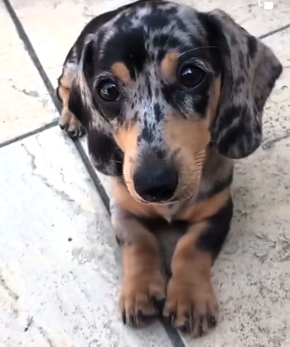 Мраморні таксята з доставкою в Польщу.