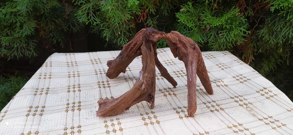 Korzeń mangrowiec -13x22x17 cm