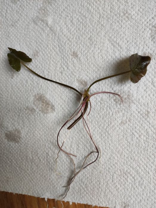 Lotos tygrysi czerwony Tiger lotus Red sadzonka bulwa łodyga ok. 8 cm roślina akwariowa