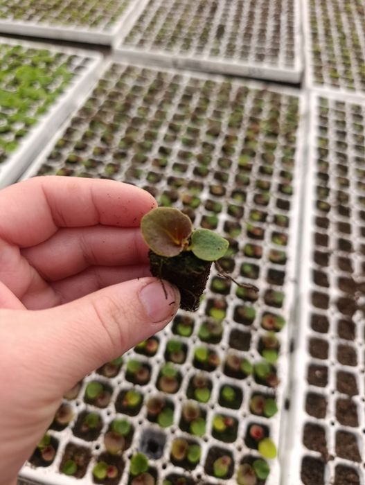 Черенок квітів .