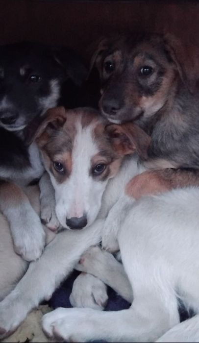 Отдам даром в добрые руки щенков