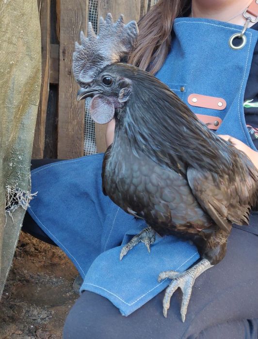 Ovos Ayam Cemani
