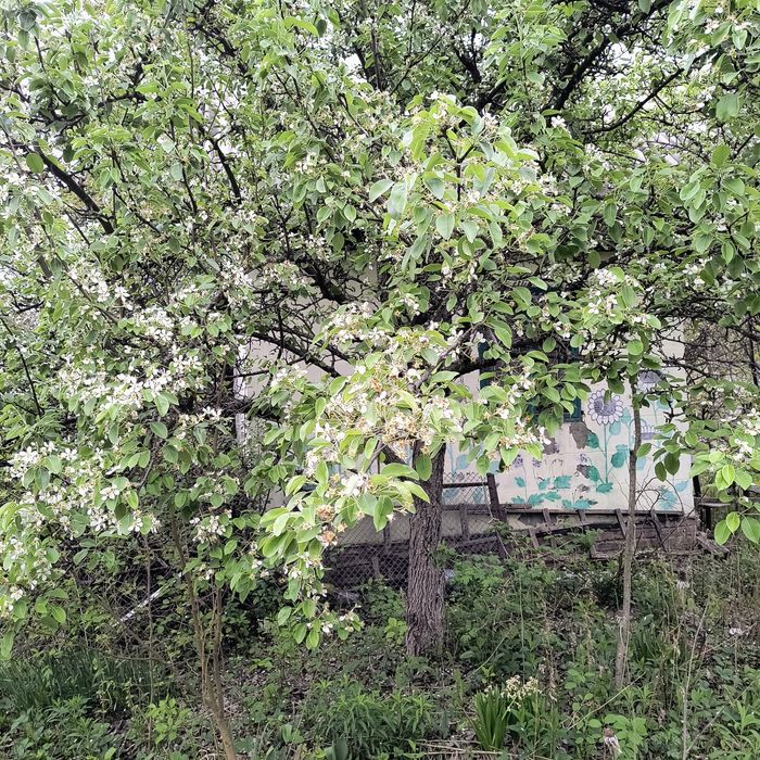 Продам дачу  ст "Квітневе"