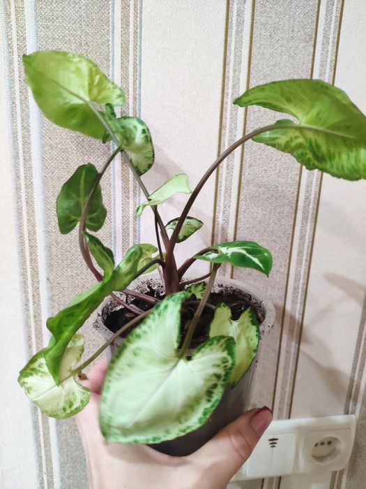 Продаю сингоніум