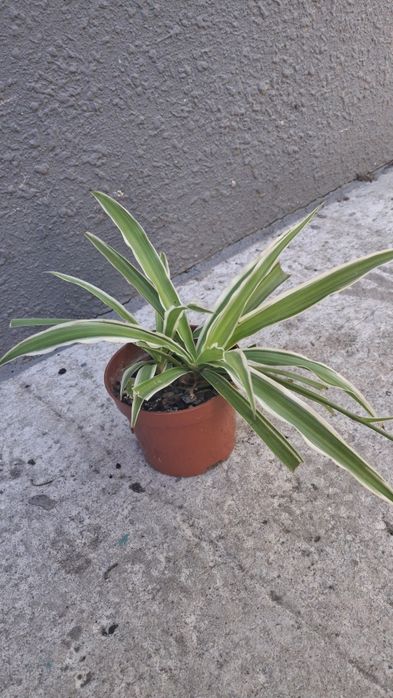 Хлорофітум / хлорофитум