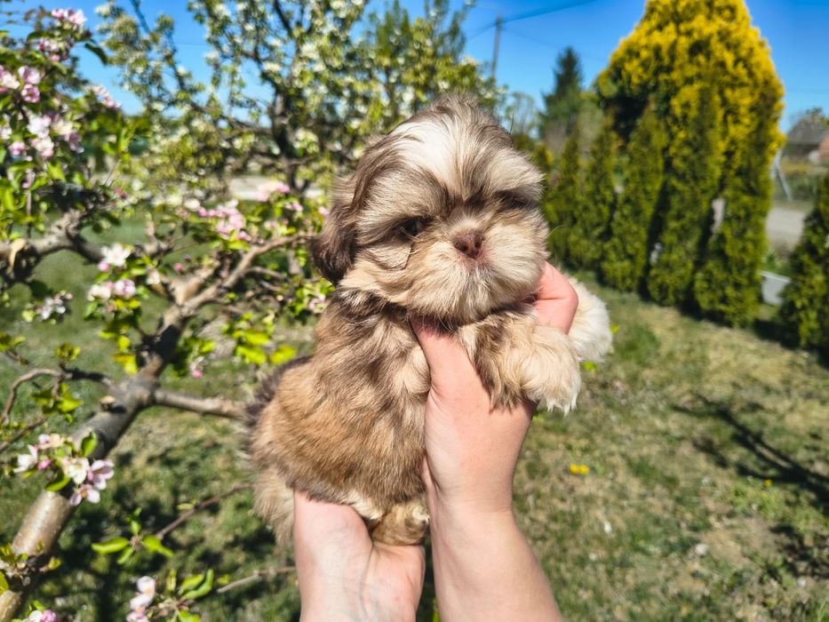Shih Tzu Shihtzu